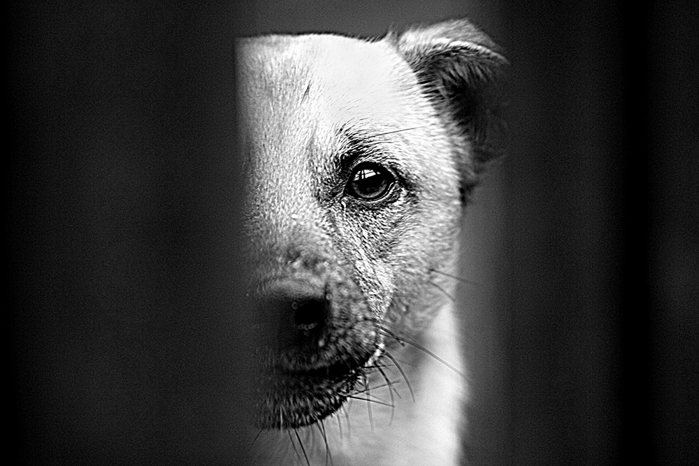 blog felietony z życia pieskie życie psi los