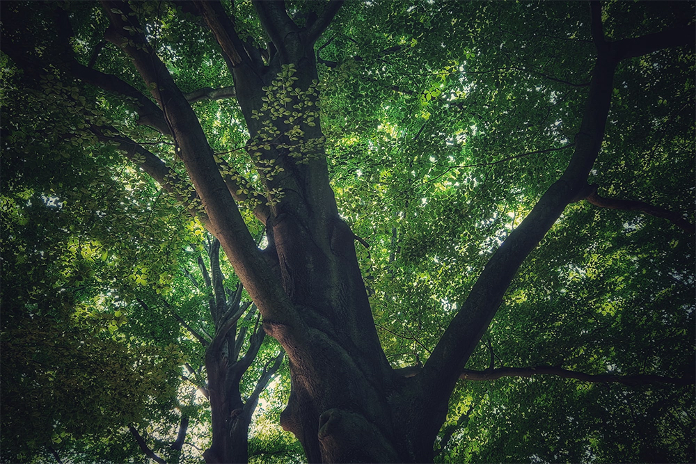 cisza felieton petycja w sprawie ograniczenia używania dmuchaw spalinowych w przestrzeni publicznej